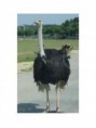 /album/animaux/faire-lautruche-jpg/